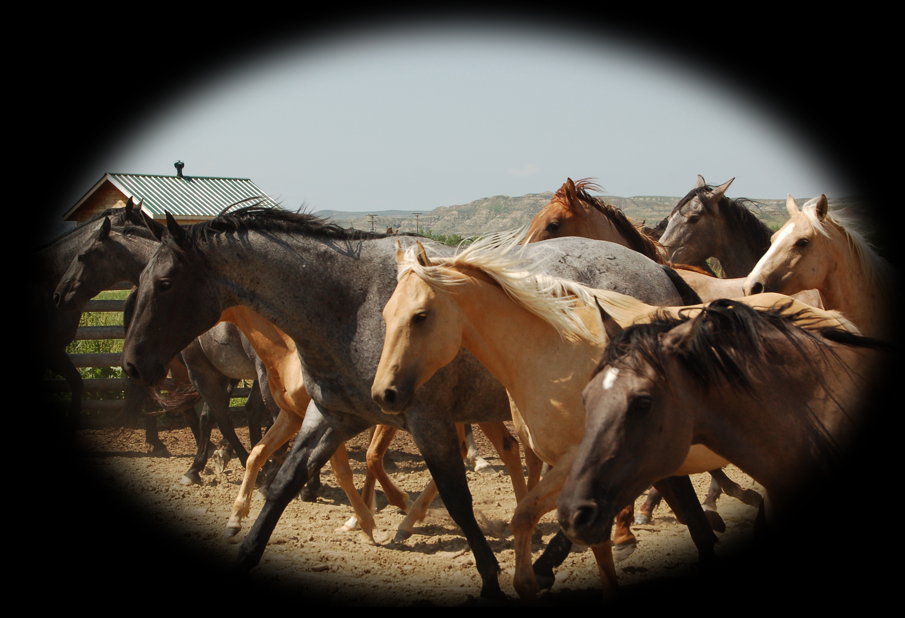 Brood Mares of Blue Valentine, Joe Hancock and Hollywood Gold Bloodlines